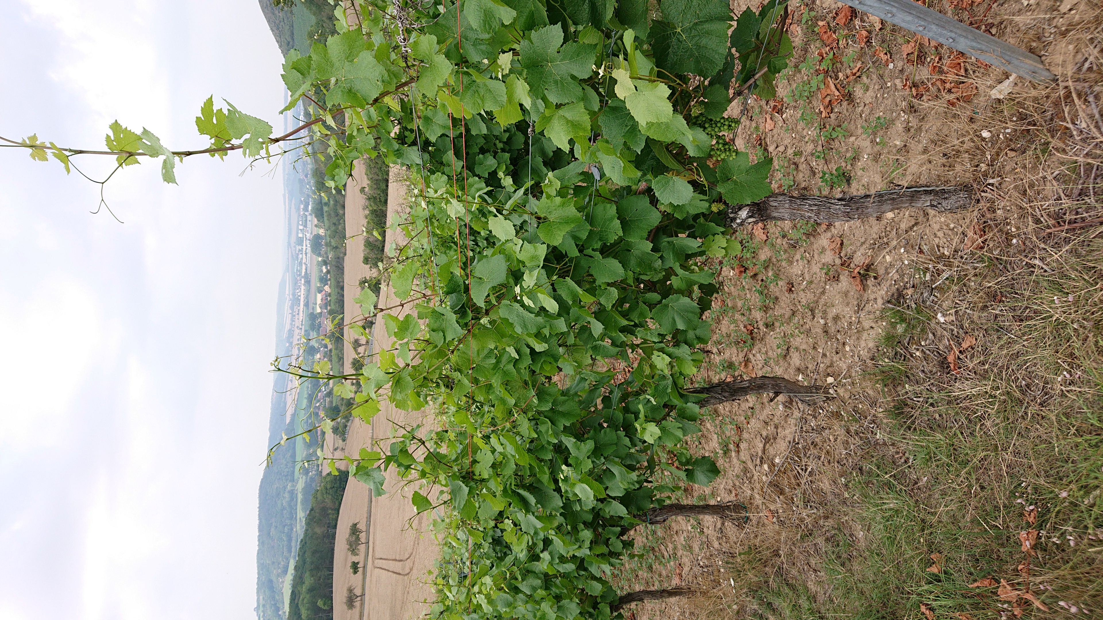 Saale-Unstrut-Triasland Nature Park